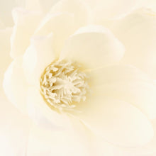 Afbeelding in Gallery-weergave laden, Kunst Magnolia&#39;s met witte vaas H75cm
