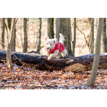 Afbeelding in Gallery-weergave laden, Honden regenjasje rood/groen/blauw