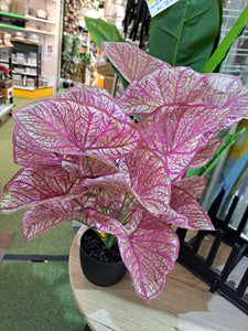 Kunstplant Caladium roze H57cm