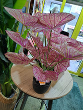 Afbeelding in Gallery-weergave laden, Kunstplant Caladium roze H57cm
