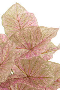 Kunstplant Caladium roze H57cm