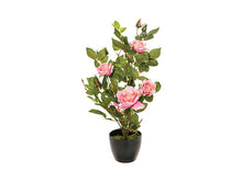 Afbeelding in Gallery-weergave laden, Kunst rozen plant H50 wit of roze
