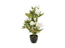 Afbeelding in Gallery-weergave laden, Kunst rozen plant H50 wit of roze
