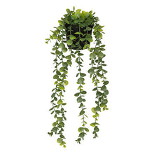 Afbeelding in Gallery-weergave laden, Hangende eucalyptus plant met pot 51cm PROMO 2 VOOR €10
