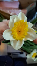 Afbeelding in Gallery-weergave laden, Paasbloem tak H40cm
