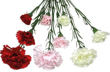Afbeelding in Gallery-weergave laden, Anjer tak 60cm
