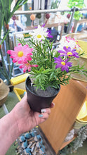 Afbeelding in Gallery-weergave laden, Potje met bloemen H25cm
