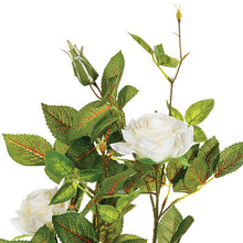 Afbeelding in Gallery-weergave laden, Kunst rozen plant H50 wit of roze
