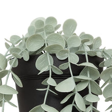 Afbeelding in Gallery-weergave laden, Hangende eucalyptus plant met pot 51cm PROMO 2 VOOR €10

