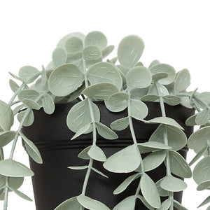 Hangende eucalyptus plant met pot 51cm PROMO 2 VOOR €10