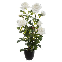 Afbeelding in Gallery-weergave laden, Veloursen rozen in pot H74 rood of wit
