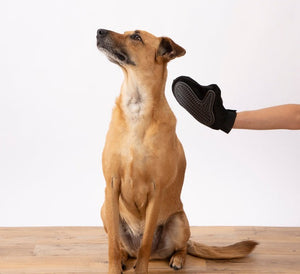 Dierenborstel handschoen