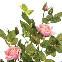 Afbeelding in Gallery-weergave laden, Kunst rozen plant H50 wit of roze
