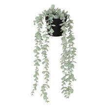 Afbeelding in Gallery-weergave laden, Hangende eucalyptus plant met pot 51cm PROMO 2 VOOR €10
