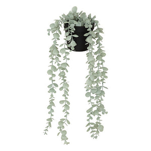 Hangende eucalyptus plant met pot 51cm PROMO 2 VOOR €10