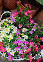 Afbeelding in Gallery-weergave laden, Saxifrage boeket 35cm
