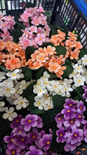 Afbeelding in Gallery-weergave laden, Violen in potje H17cm
