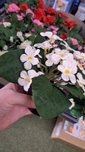 Afbeelding in Gallery-weergave laden, Violen in potje H17cm
