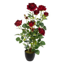 Afbeelding in Gallery-weergave laden, Veloursen rozen in pot H74 rood of wit
