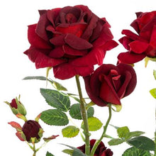 Afbeelding in Gallery-weergave laden, Veloursen rozen in pot H74 rood of wit
