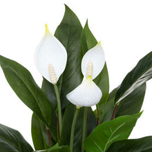 Afbeelding in Gallery-weergave laden, Kunst Vredelelie plant H54cm
