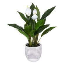 Afbeelding in Gallery-weergave laden, Kunst Vredelelie plant H54cm
